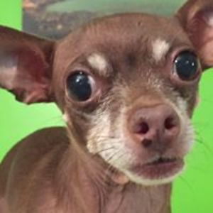 leighannenoelle avatar