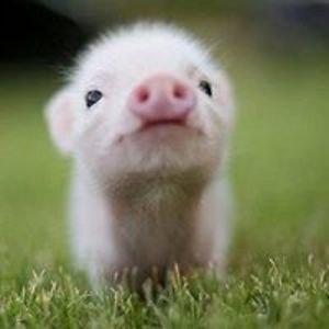 jerome_simulin avatar