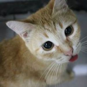 irmawatifebriani avatar