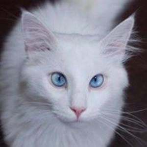 Laurelin_Hornsby avatar