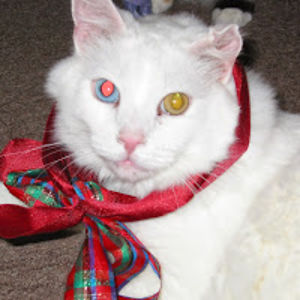 sharonleggett avatar