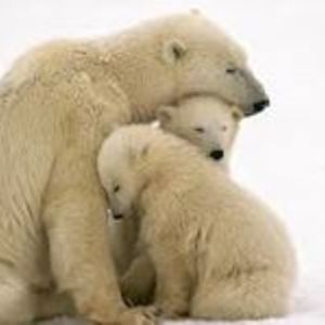 Sara_MamaBear avatar