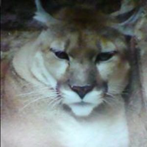 deborahboychuk avatar