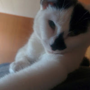 brucelivingston avatar