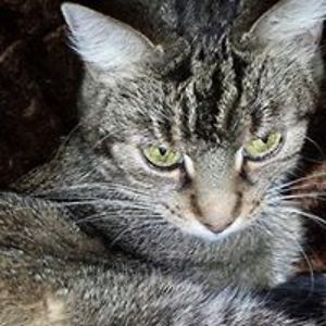 patriciakoller avatar