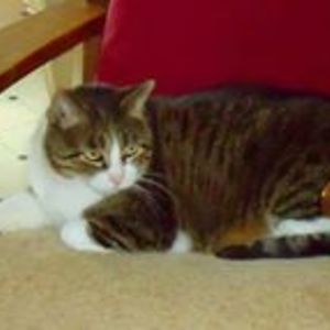 nomanhameed58 avatar