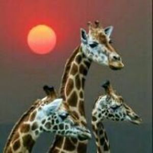 Melissa_Sackett avatar