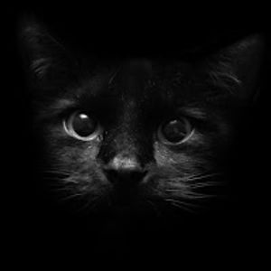 carlosrodriguez avatar