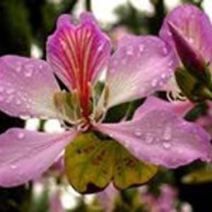 Sarah_Jane_Hutt avatar