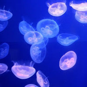 princessjellyfish avatar