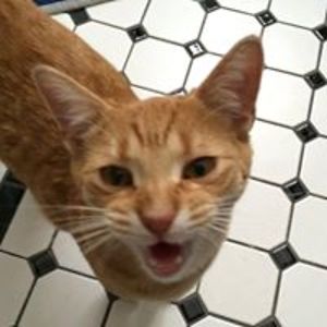 Laura_Odonnell avatar