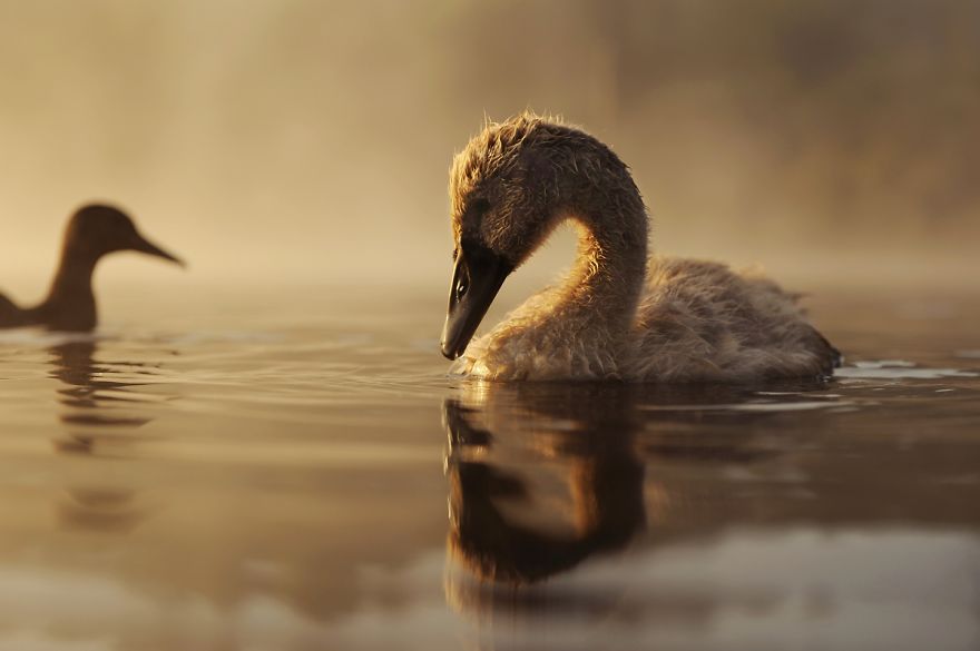 The True Story Of An Ugly Duckling Who Was Abandoned By Its Parents And Adopted By Ducks The True Story Of An Ugly Duckling Who Was Abandoned By Its Parents And Adopted By Ducks