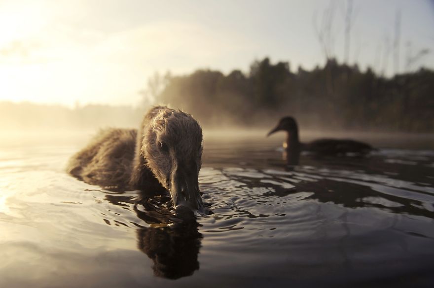 The True Story Of An Ugly Duckling Who Was Abandoned By Its Parents And Adopted By Ducks The True Story Of An Ugly Duckling Who Was Abandoned By Its Parents And Adopted By Ducks