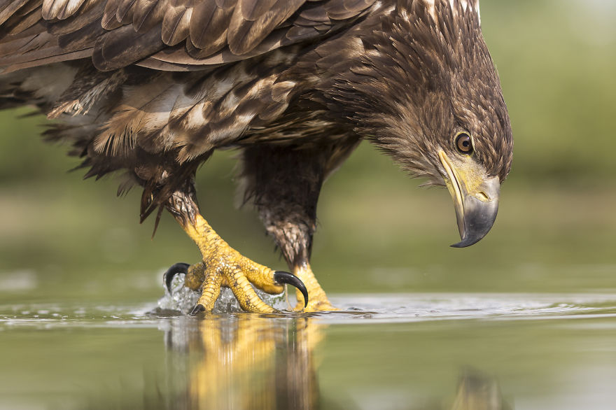 I Spent 6 Years Capturing The Essence Of The Rulers Of The Sky
