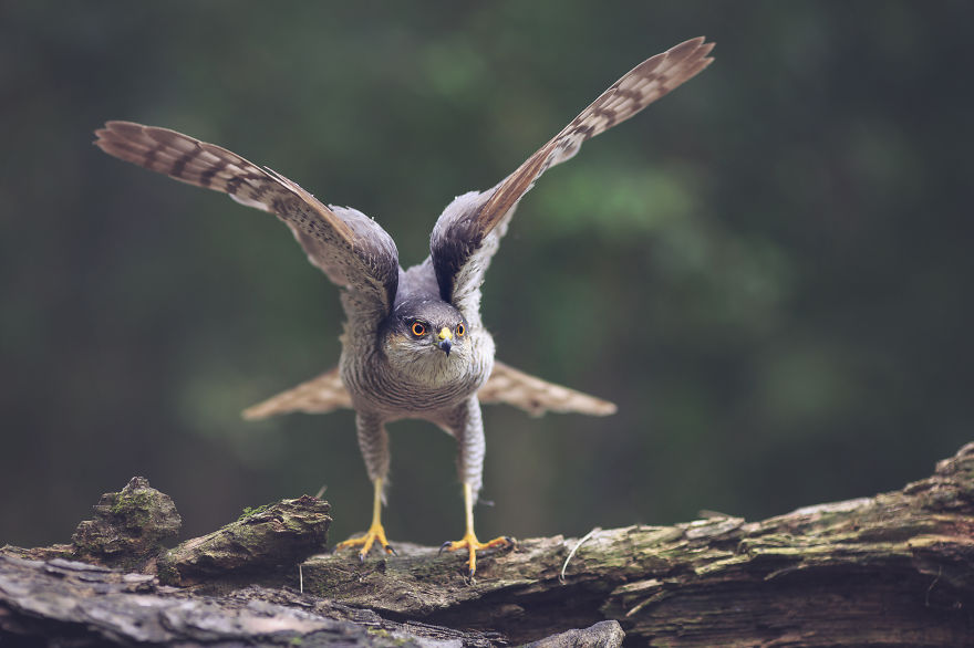 I Spent 6 Years Capturing The Essence Of The Rulers Of The Sky I Spent 6 Years Capturing The Essence Of The Rulers Of The Sky
