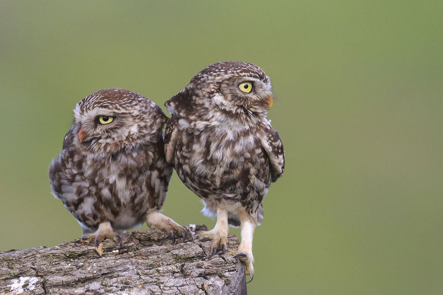 I Spent 6 Years Capturing The Essence Of The Rulers Of The Sky I Spent 6 Years Capturing The Essence Of The Rulers Of The Sky