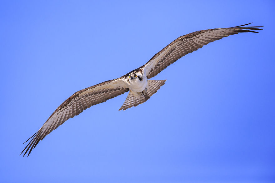 I Spent 6 Years Capturing The Essence Of The Rulers Of The Sky