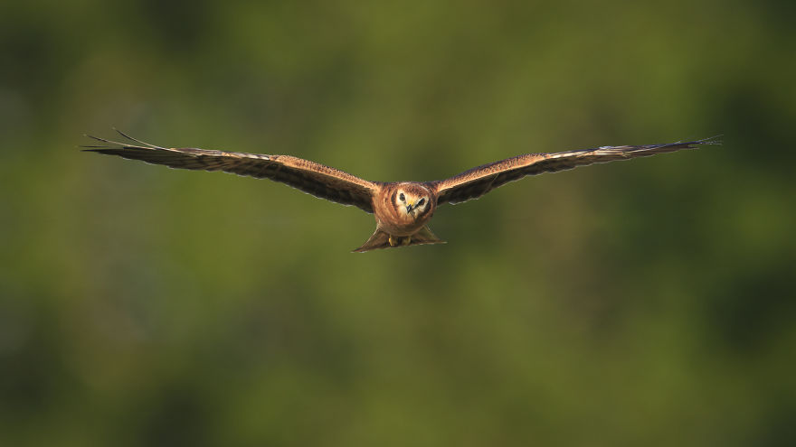 I Spent 6 Years Capturing The Essence Of The Rulers Of The Sky