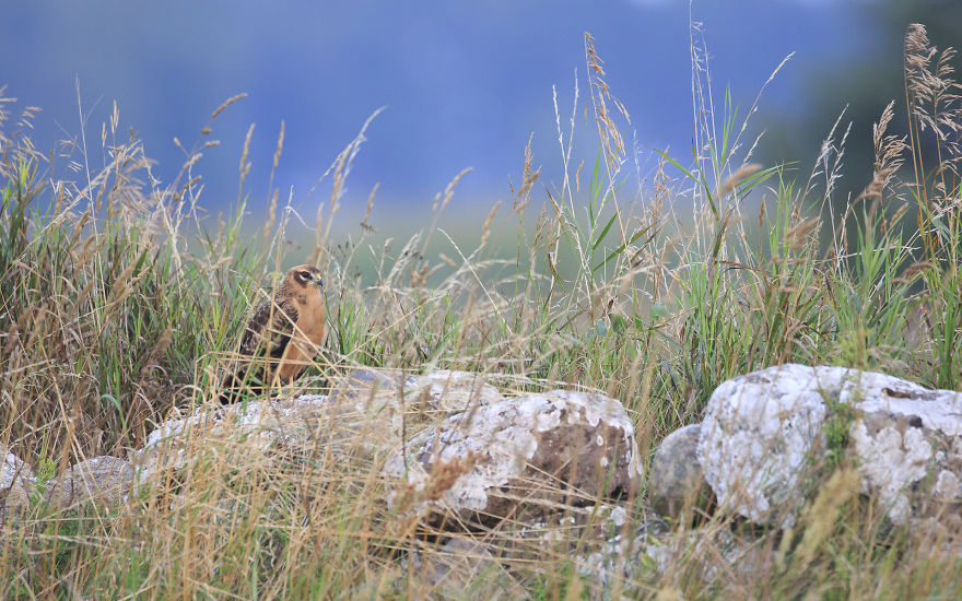 I Spent 6 Years Capturing The Essence Of The Rulers Of The Sky I Spent 6 Years Capturing The Essence Of The Rulers Of The Sky