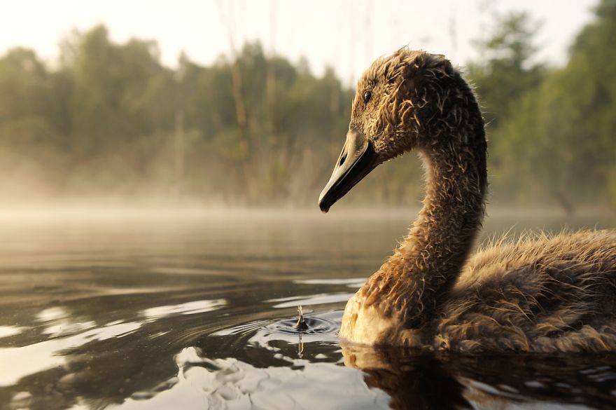 The True Story Of An Ugly Duckling Who Was Abandoned By Its Parents And Adopted By Ducks The True Story Of An Ugly Duckling Who Was Abandoned By Its Parents And Adopted By Ducks