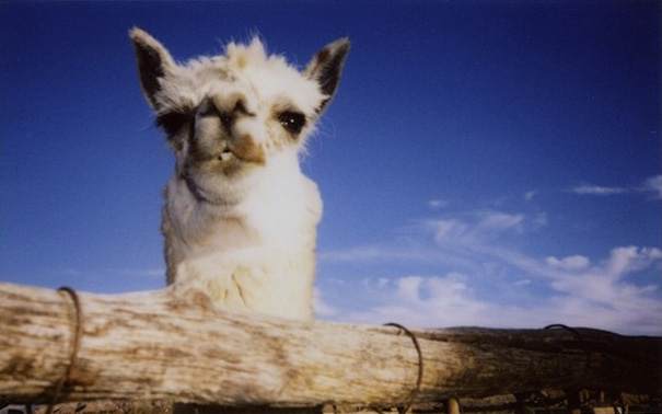 5-Year-Old Hawkeye Became The Youngest National Geographic Photographer And Now He's Making A Book 5-Year-Old Hawkeye Became The Youngest National Geographic Photographer And Now He's Making A Book