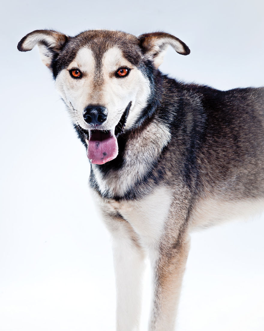Born To Run: I Photograph The Beauty Of Sled Dogs