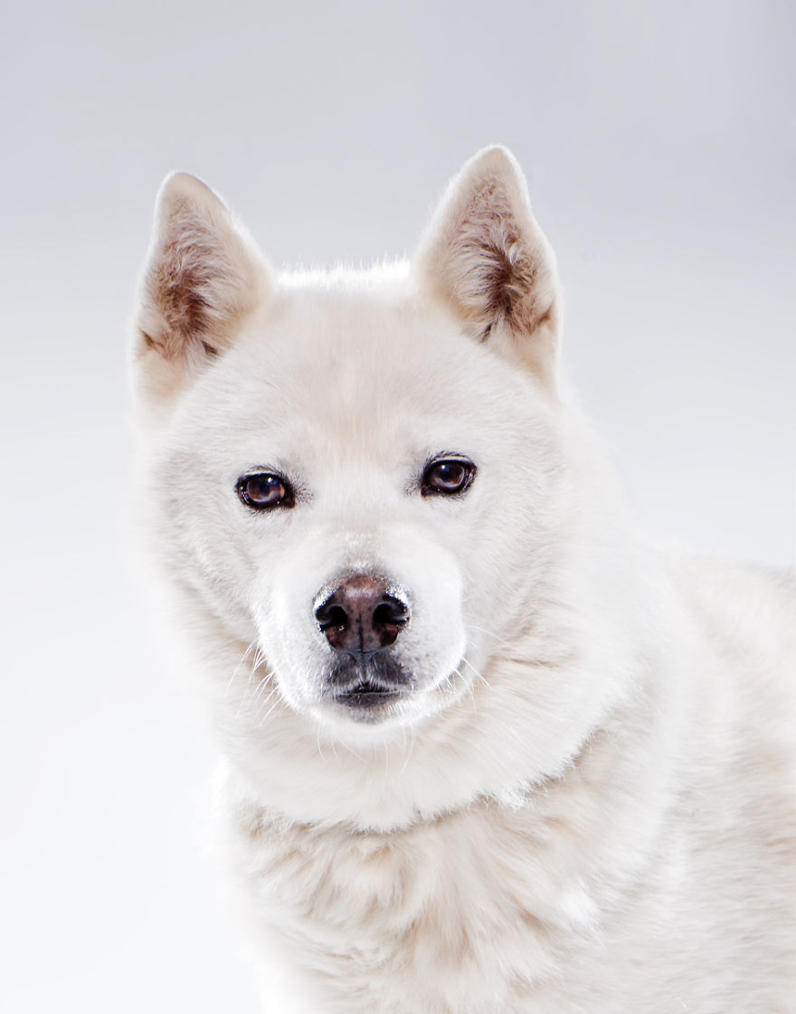 Born To Run: I Photograph The Beauty Of Sled Dogs