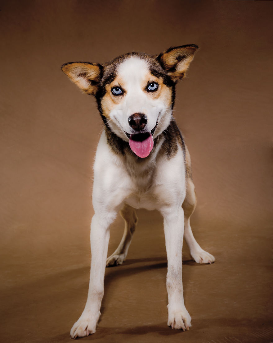 Born To Run: I Photograph The Beauty Of Sled Dogs