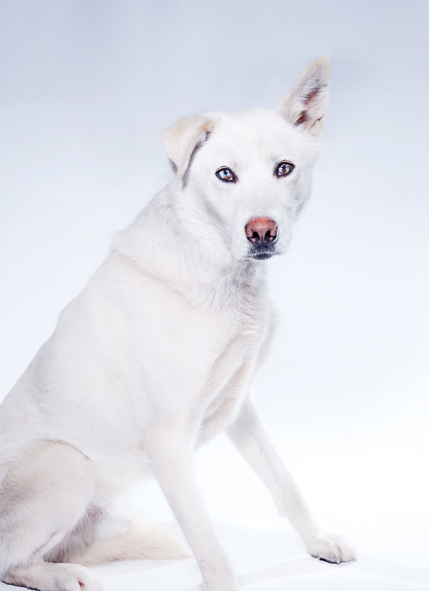 Born To Run: I Photograph The Beauty Of Sled Dogs