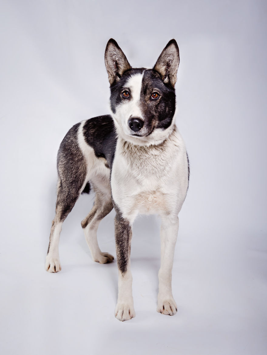 Born To Run: I Photograph The Beauty Of Sled Dogs