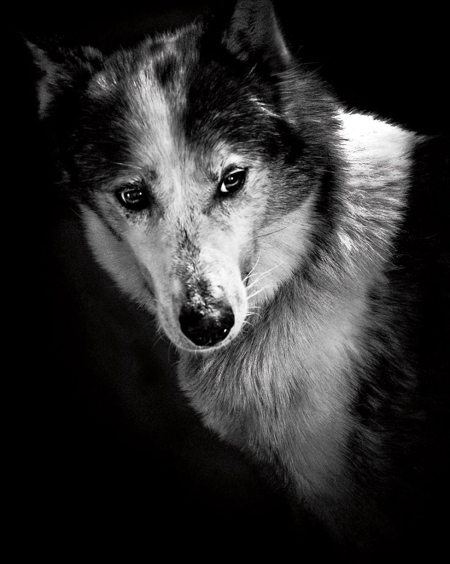 Born To Run: I Photograph The Beauty Of Sled Dogs