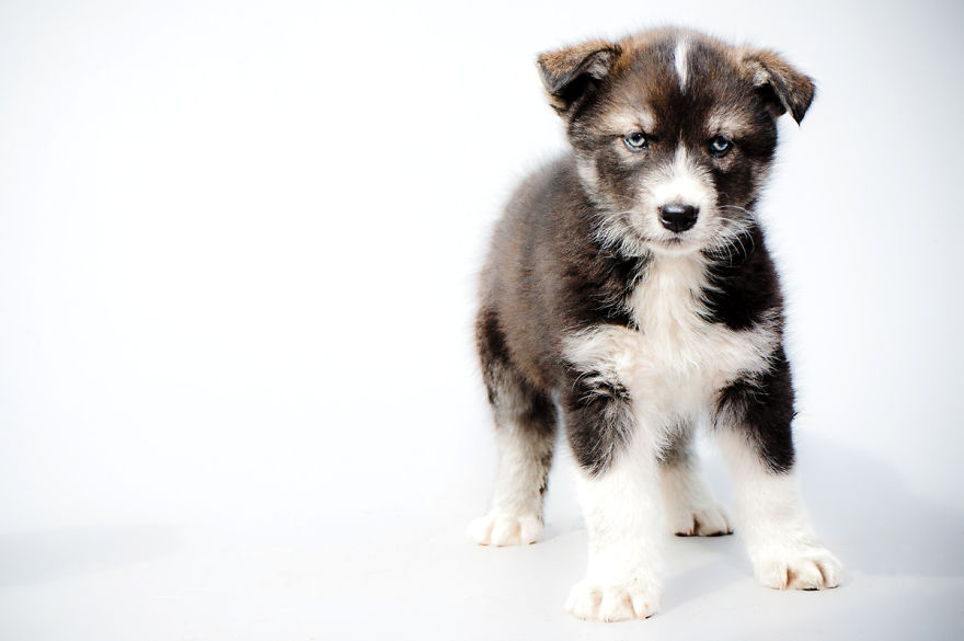 Born To Run: I Photograph The Beauty Of Sled Dogs