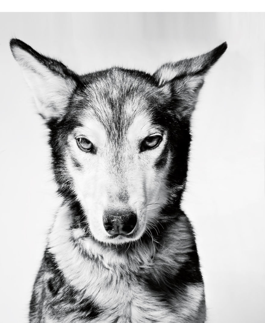 Born To Run: I Photograph The Beauty Of Sled Dogs