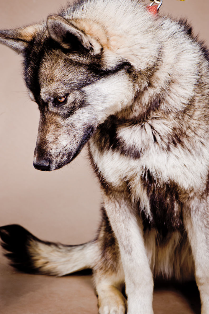 Born To Run: I Photograph The Beauty Of Sled Dogs