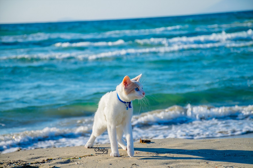 Blue Eyed Cat Strolls Along A Greek Beach