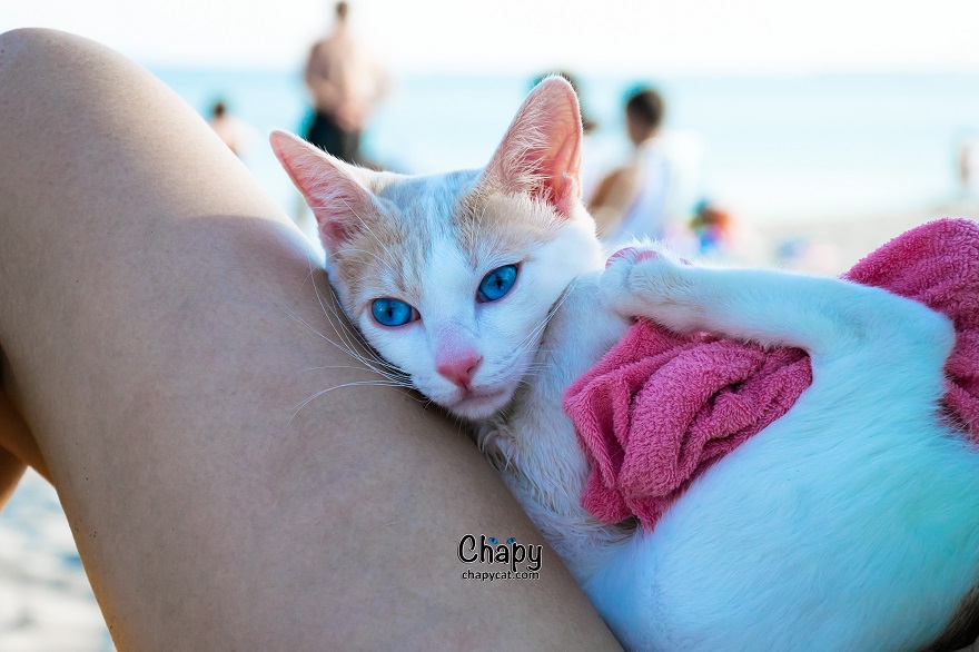 Blue Eyed Cat Strolls Along A Greek Beach
