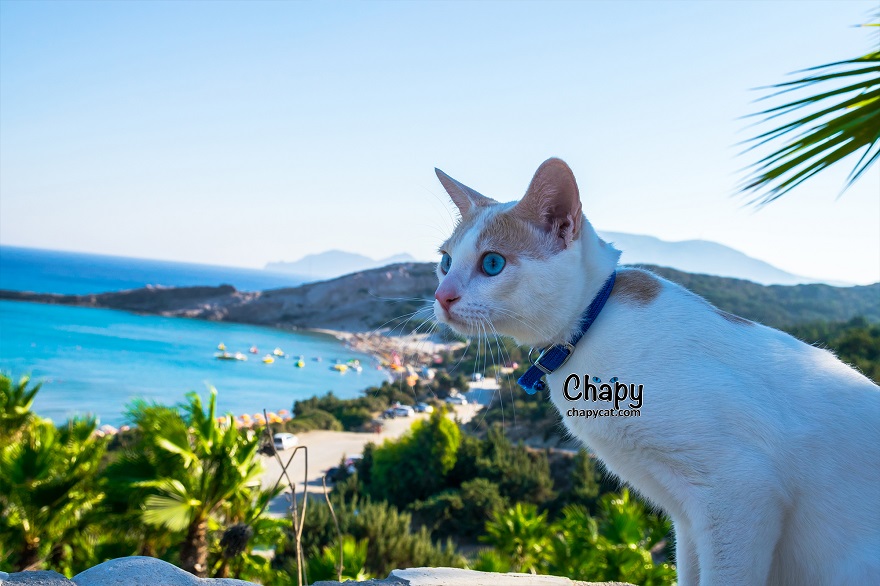 Blue Eyed Cat Strolls Along A Greek Beach