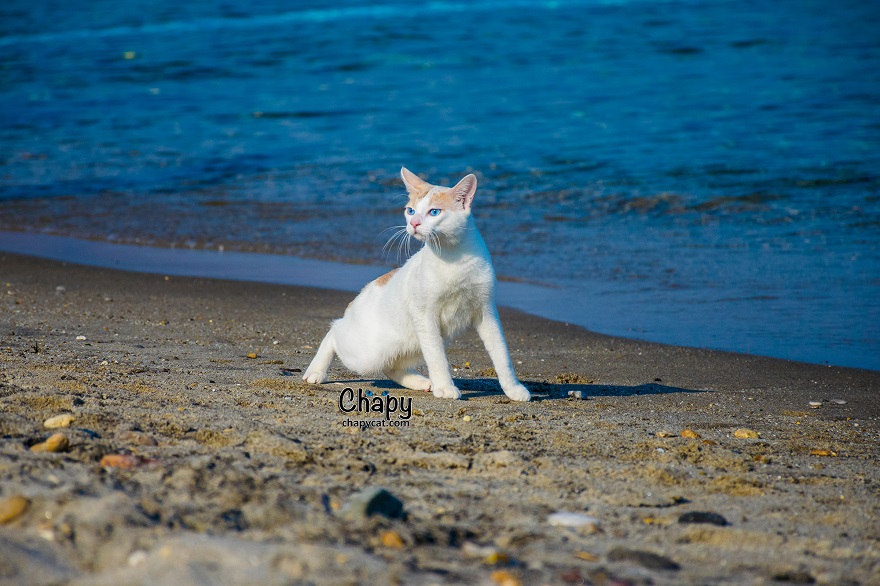Blue Eyed Cat Strolls Along A Greek Beach