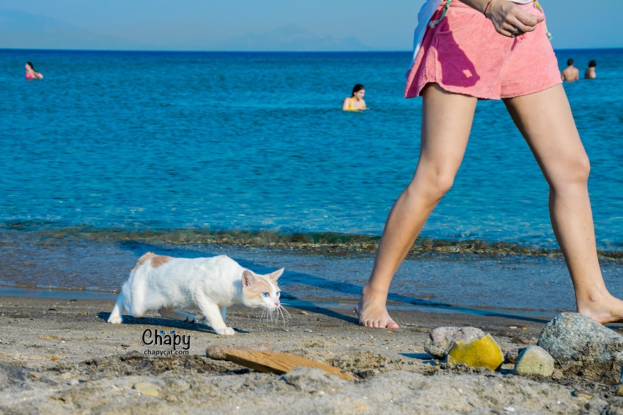 Blue Eyed Cat Strolls Along A Greek Beach