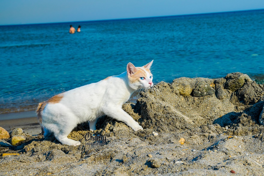 Blue Eyed Cat Strolls Along A Greek Beach