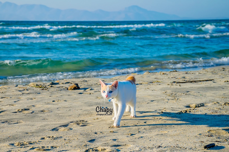 Blue Eyed Cat Strolls Along A Greek Beach