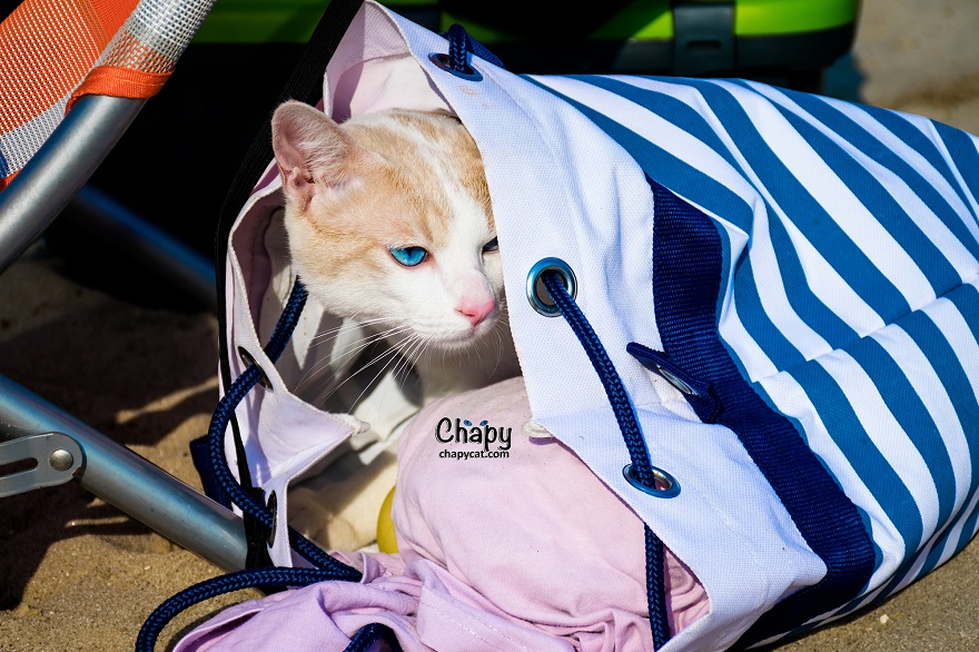 Blue Eyed Cat Strolls Along A Greek Beach