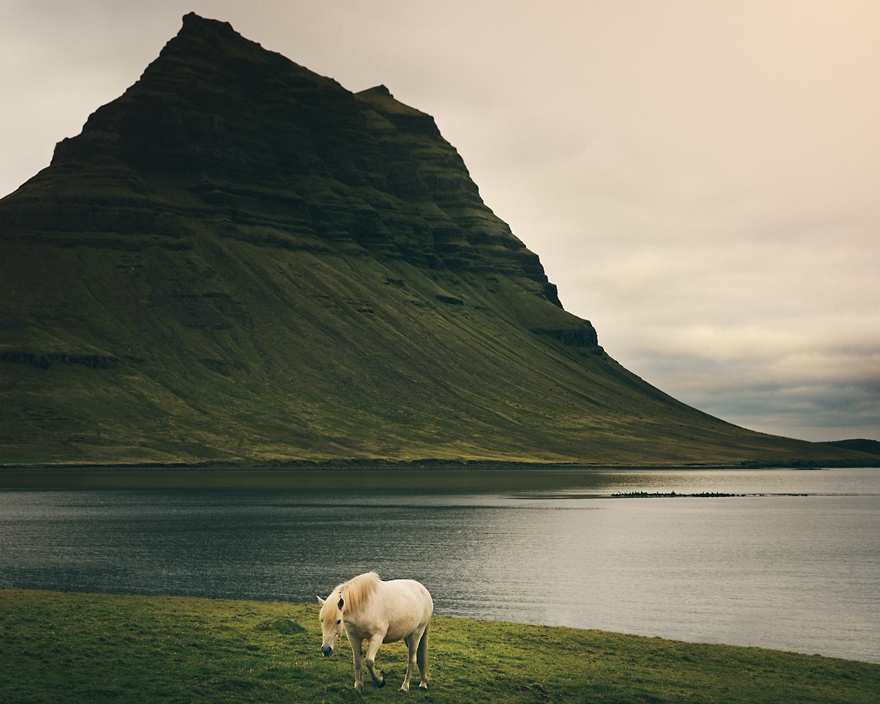 I Captured Icelandic Horses That Live In A World Of Green I Captured Icelandic Horses That Live In A World Of Green