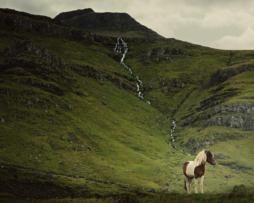 I Captured Icelandic Horses That Live In A World Of Green I Captured Icelandic Horses That Live In A World Of Green