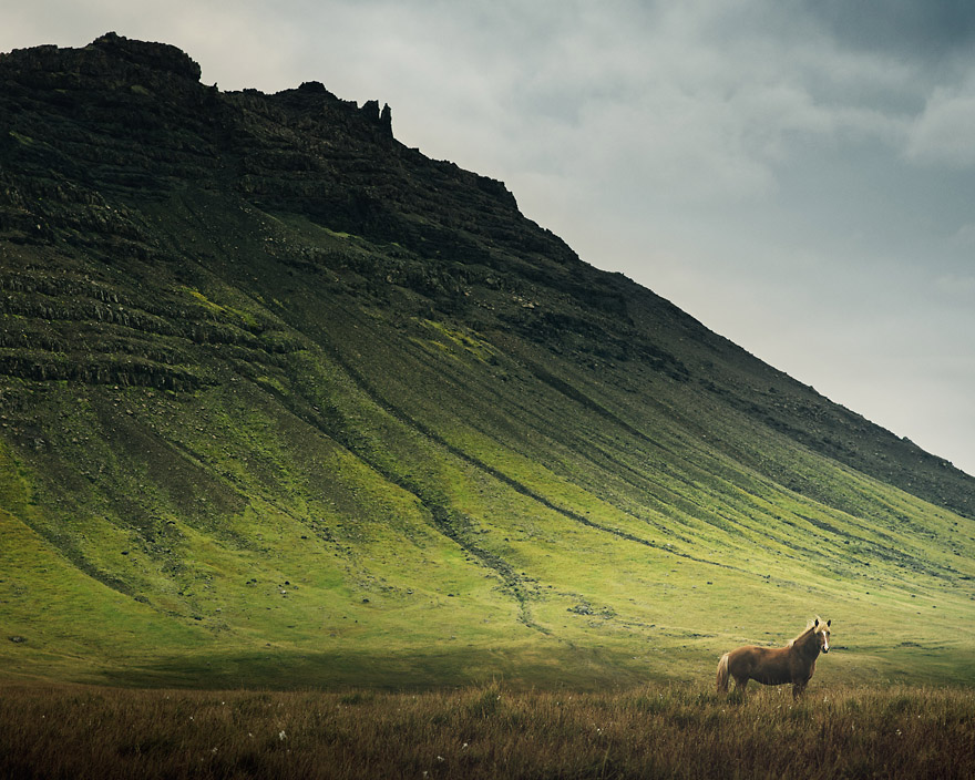 I Captured Icelandic Horses That Live In A World Of Green I Captured Icelandic Horses That Live In A World Of Green