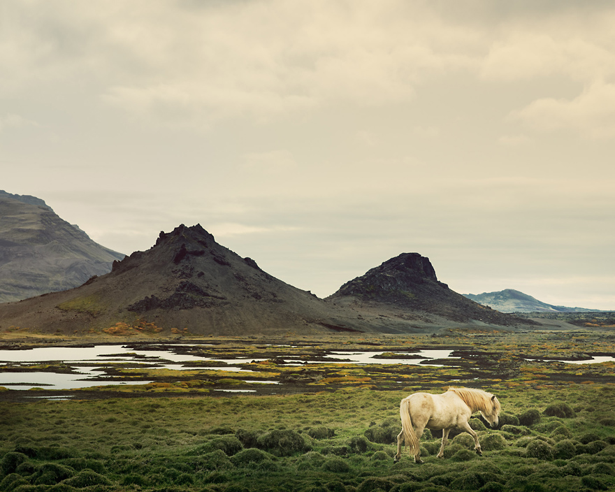 I Captured Icelandic Horses That Live In A World Of Green I Captured Icelandic Horses That Live In A World Of Green