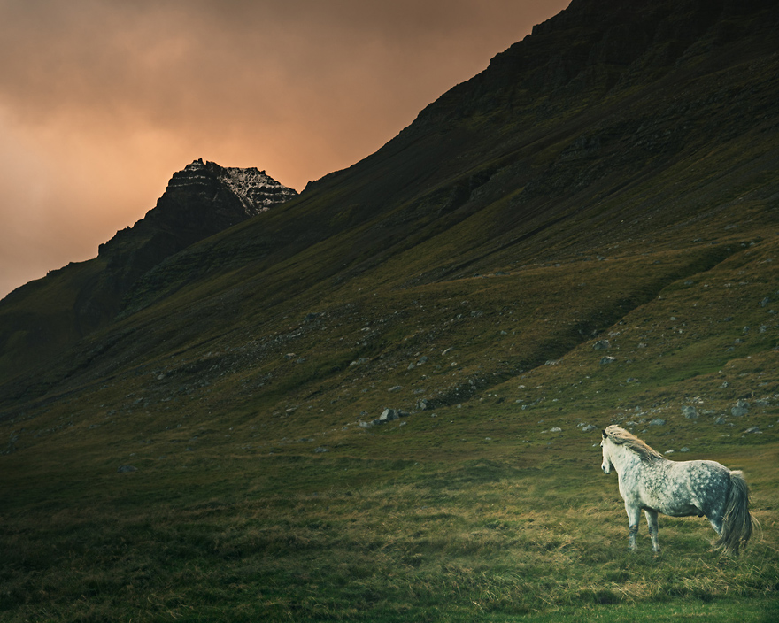I Captured Icelandic Horses That Live In A World Of Green I Captured Icelandic Horses That Live In A World Of Green