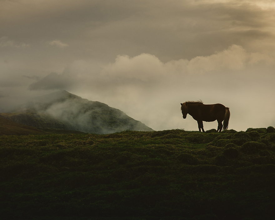 I Captured Icelandic Horses That Live In A World Of Green I Captured Icelandic Horses That Live In A World Of Green