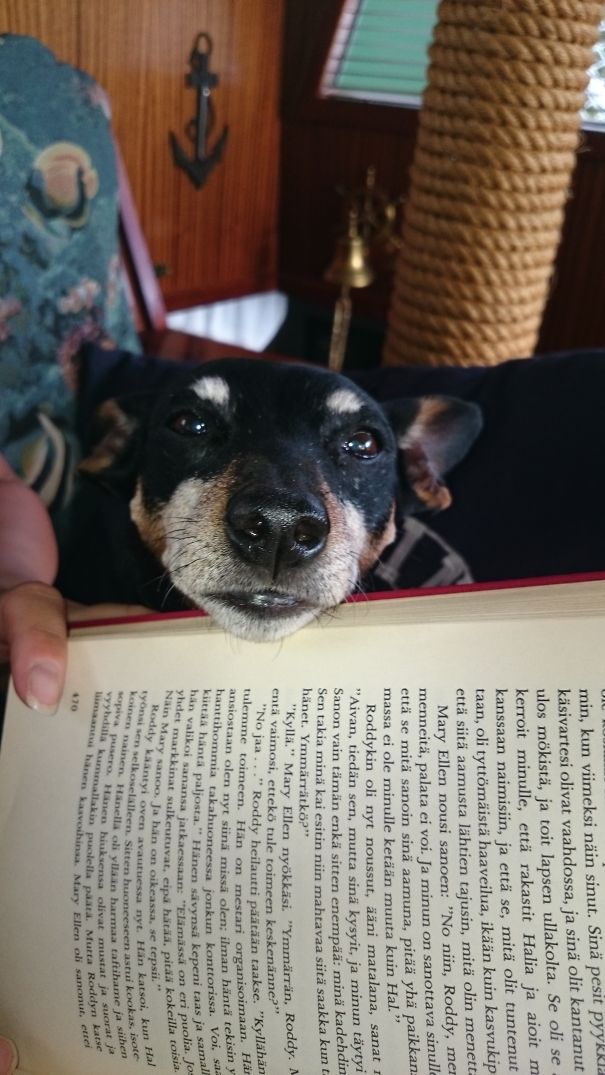 Dogs Can Do It Too..