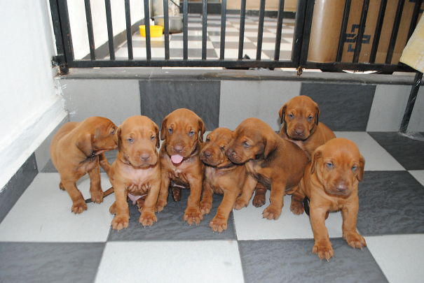 Queen And Her Little Pups